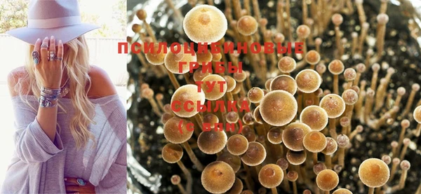 ПСИЛОЦИБИНОВЫЕ ГРИБЫ Магадан